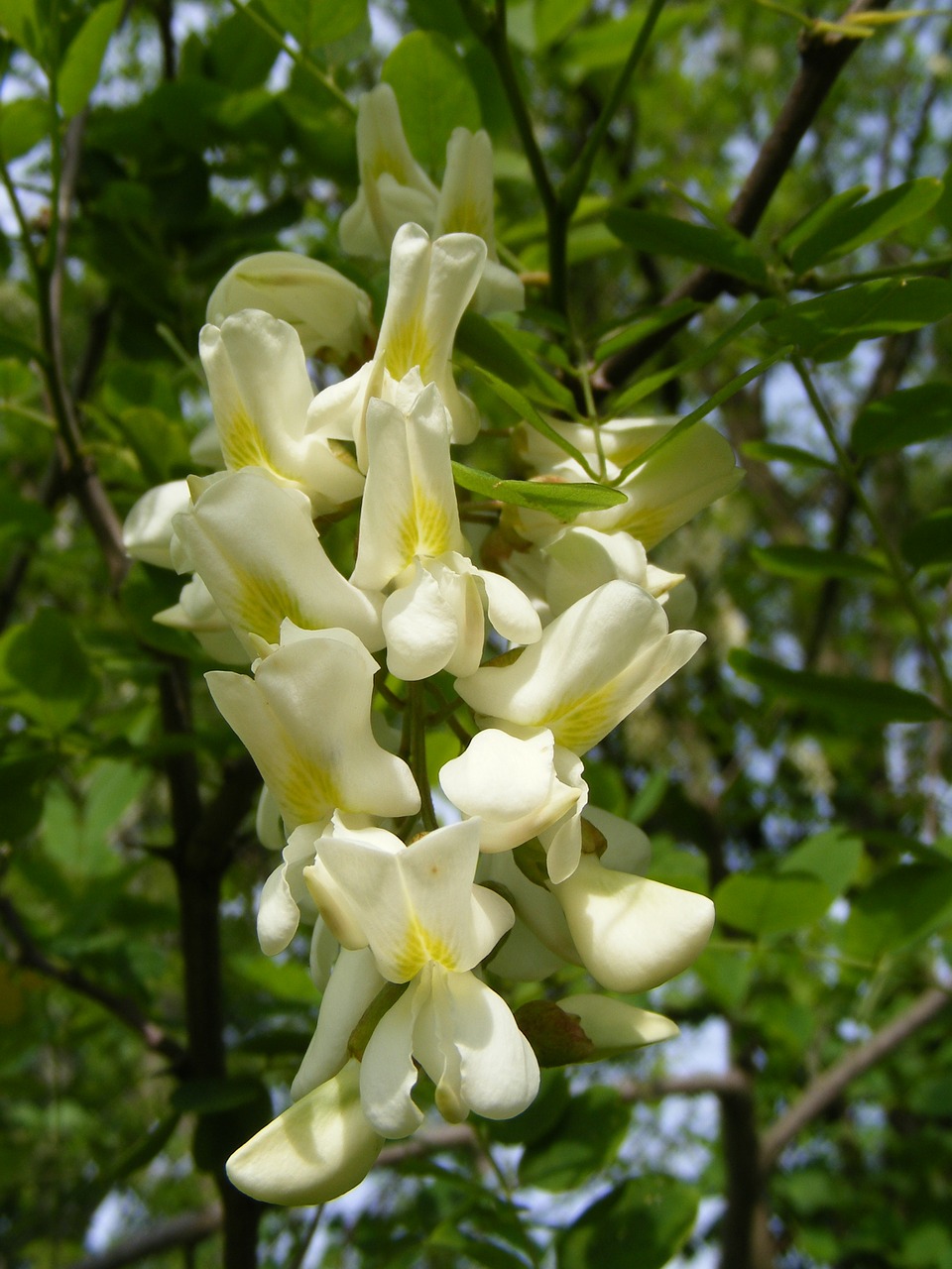 Acacia, Juoda, Fabaceae, Faboideae, Gėlės, Saldžiavaisis, Pseudacacia, Robinia, Gamta, Nemokamos Nuotraukos