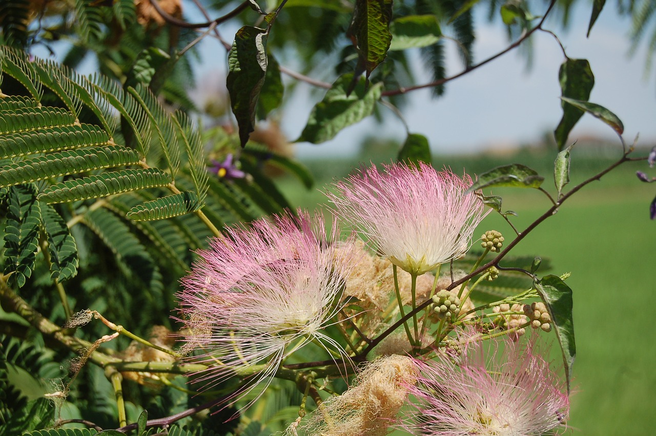 Akacijos Konstantinopolio,  Gaggia Arborea,  Šilko Persų Medis,  Albizia Julibrissin,  Augalai,  Žydi,  Rausvos Gėlės, Nemokamos Nuotraukos,  Nemokama Licenzija