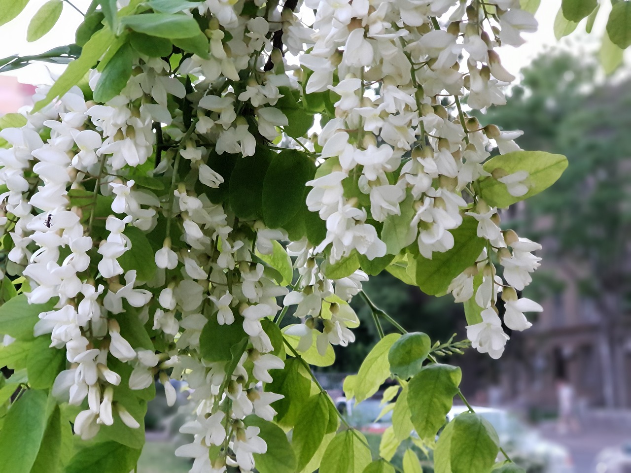 Acacia Pavasaris Baltas Augalų Spalva,  Pobūdį,  Augalų,  Gėlė,  Lapas,  Sodas,  Sezonas, Nemokamos Nuotraukos,  Nemokama Licenzija