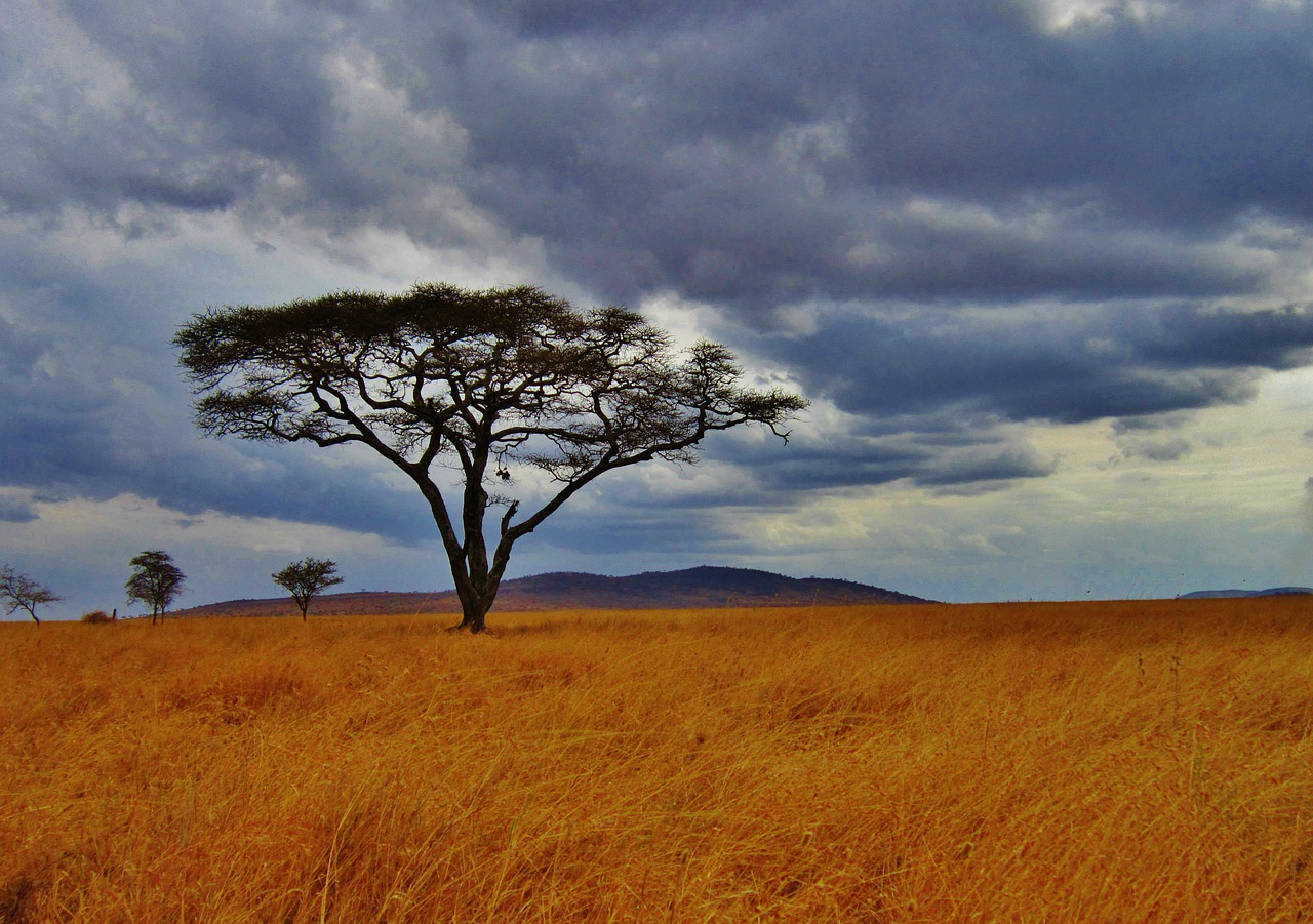 Akacijos Medis, Tanzanija, Safari, Serengeti, Afrika, Laukinė Gamta, Lauke, Gamta, Nemokamos Nuotraukos,  Nemokama Licenzija