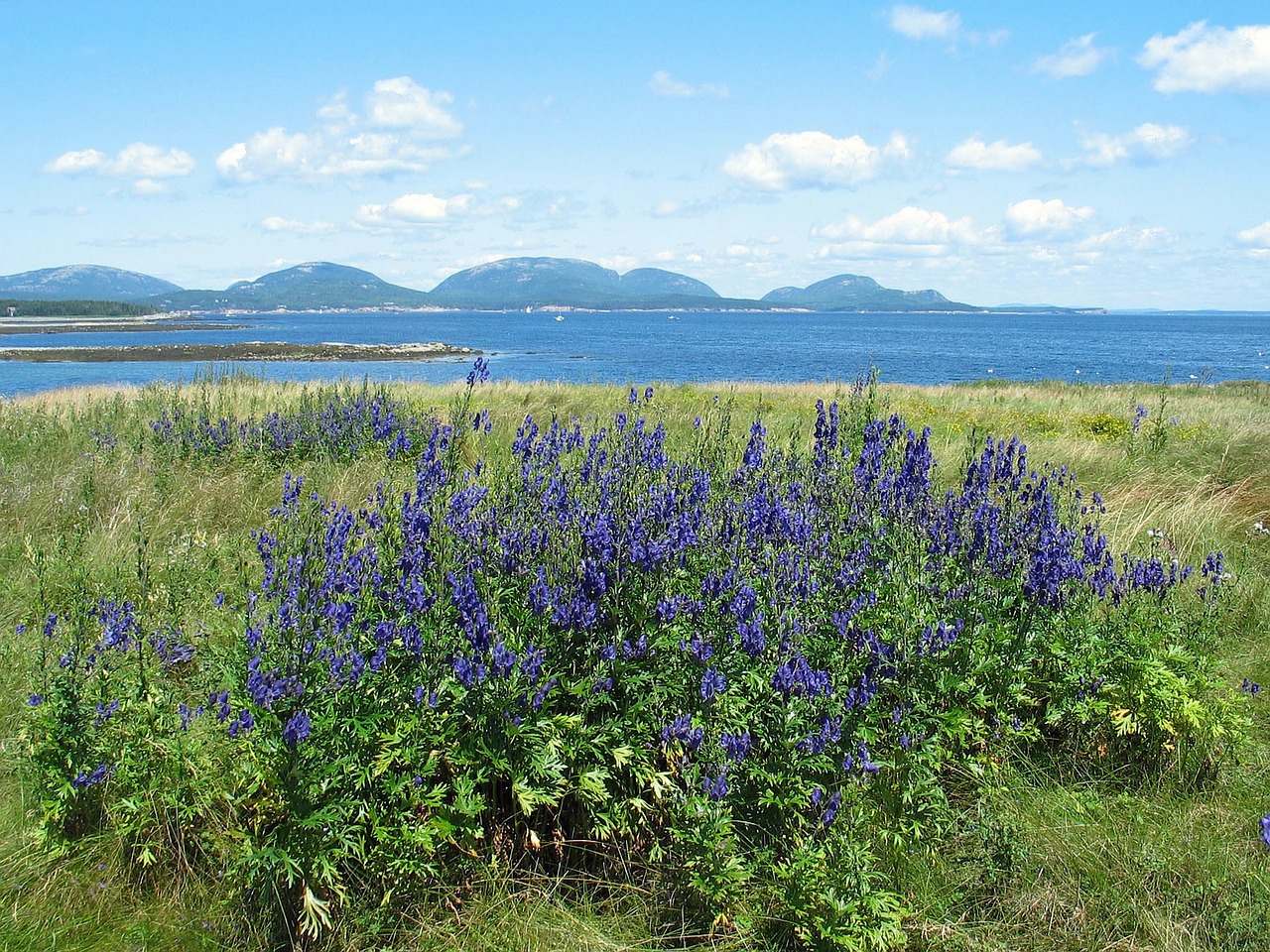 Akadijos Nacionalinis Parkas, Maine, Laukinės Gėlės, Augalai, Žolė, Kalnai, Jūra, Vandenynas, Vanduo, Įėjimas