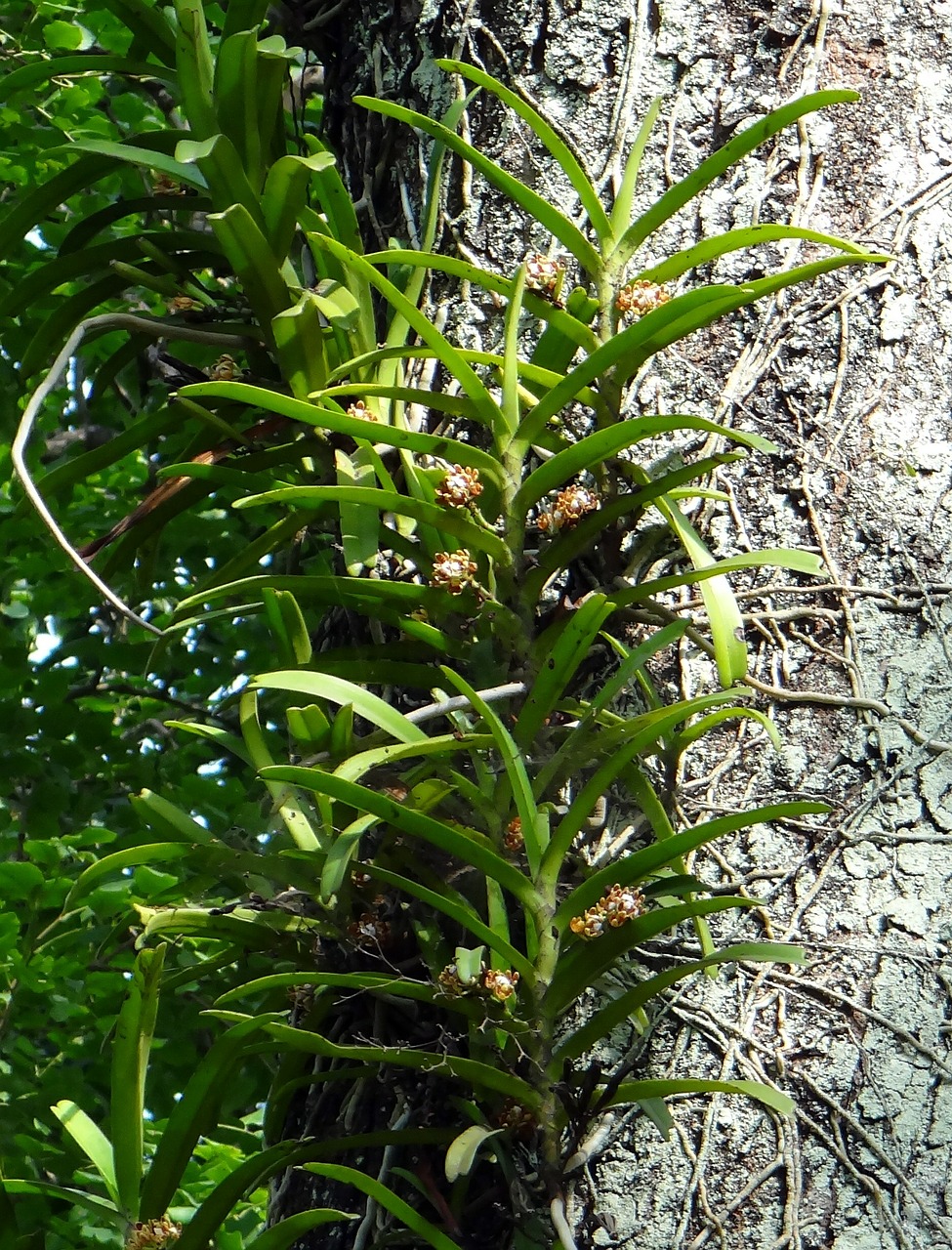 Acampe Praemorsa, Orchidėja, Epifitinis, Laukiniai, Miškas, Vakarų Gatas, Karnataka, Indija, Nemokamos Nuotraukos,  Nemokama Licenzija