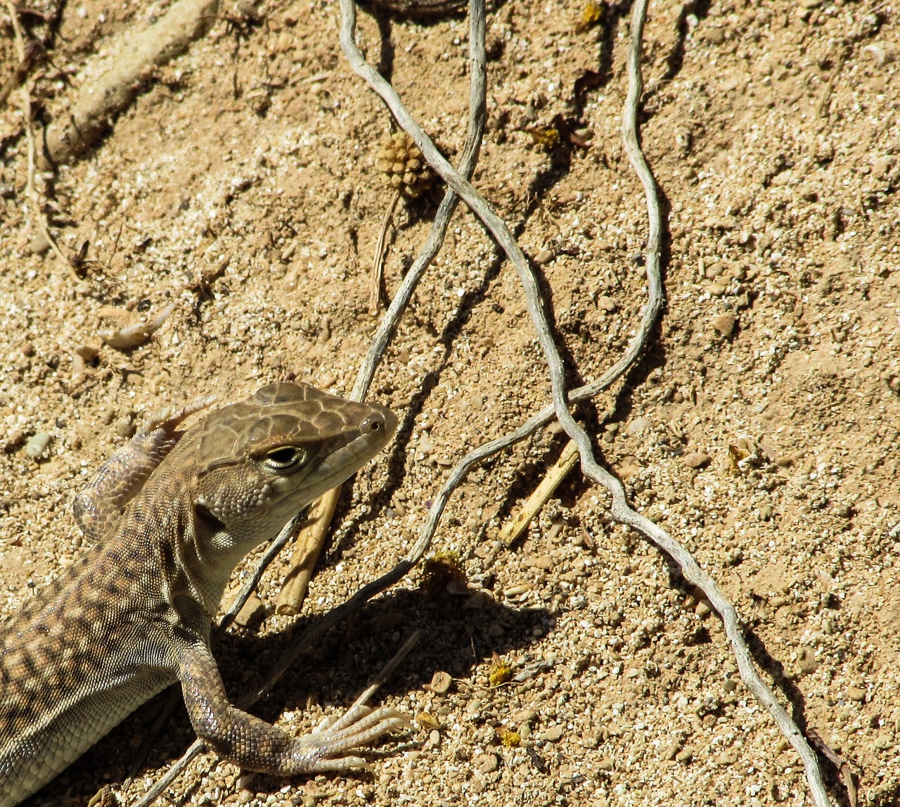 Acanthodactylus Schreiberi, Driežas, Gyvūnas, Įdomu, Ropliai, Laukinė Gamta, Gamta, Žiūri, Mielas, Kipras