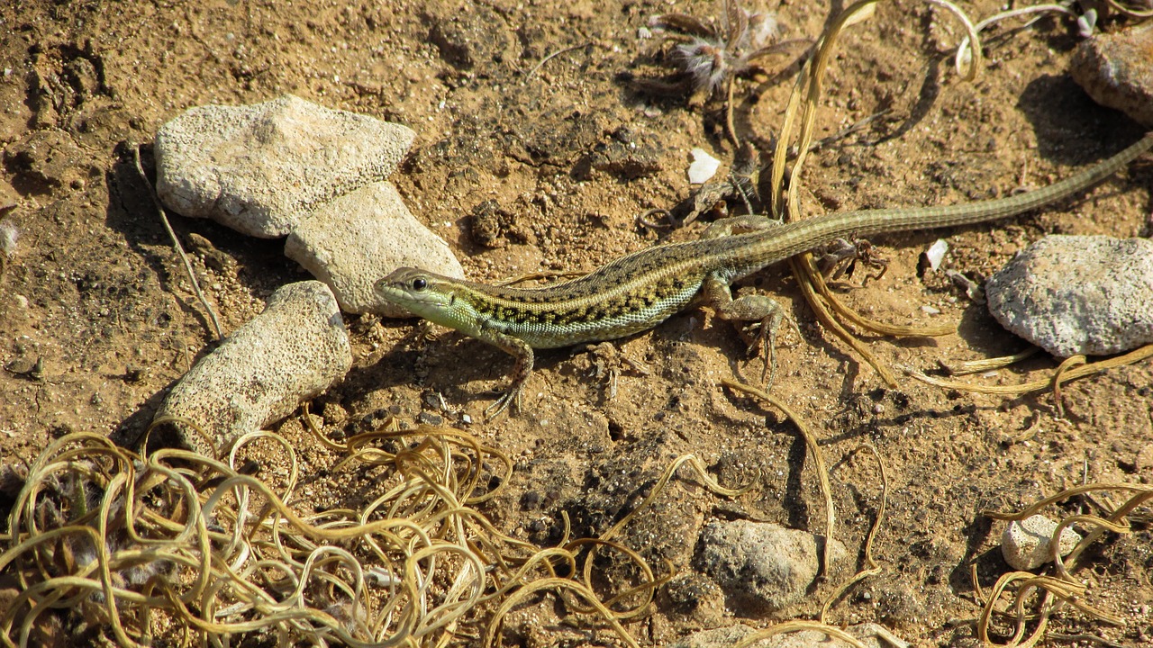 Acanthodactylus Schreiberi, Driežas, Fauna, Gamta, Ropliai, Laukinė Gamta, Gyvūnas, Jaunas, Žiūri, Nemokamos Nuotraukos