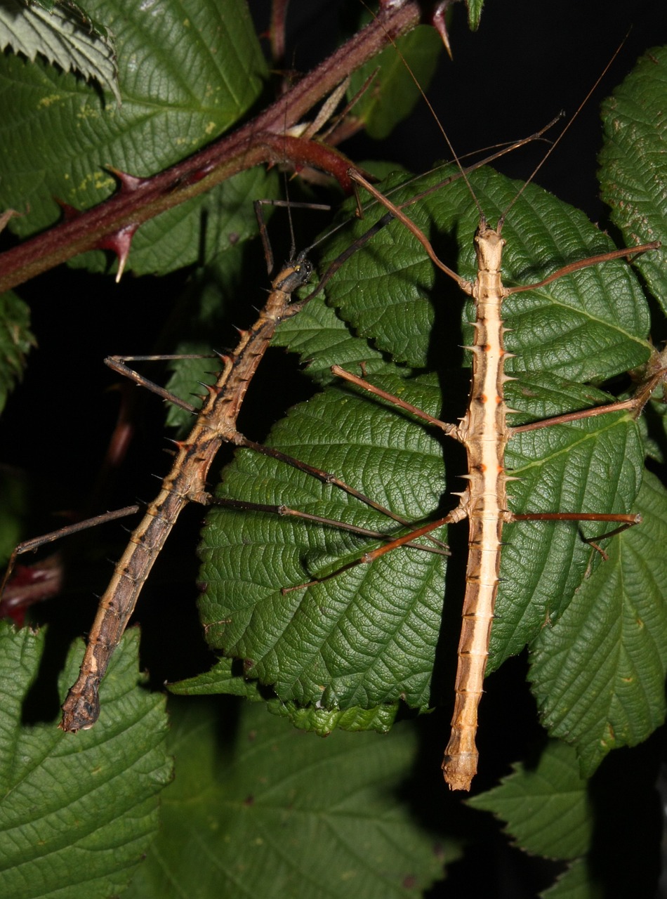 Acanthomenexenus Polyacanthus,  Vabzdys,  Klijuoti Vabzdžius,  Vaikščiojimas,  Vaiduoklis Vabzdys,  Klaida,  Kamufliažas,  Lapai,  Fauna, Nemokamos Nuotraukos