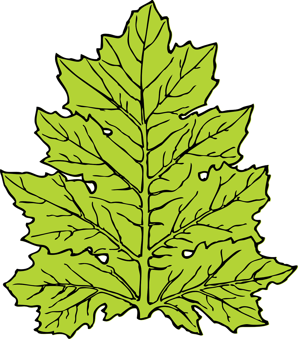 Acanthus, Lapai, Gamta, Flora, Ekologija, Ruduo, Botanika, Aplinka, Augalas, Nemokama Vektorinė Grafika