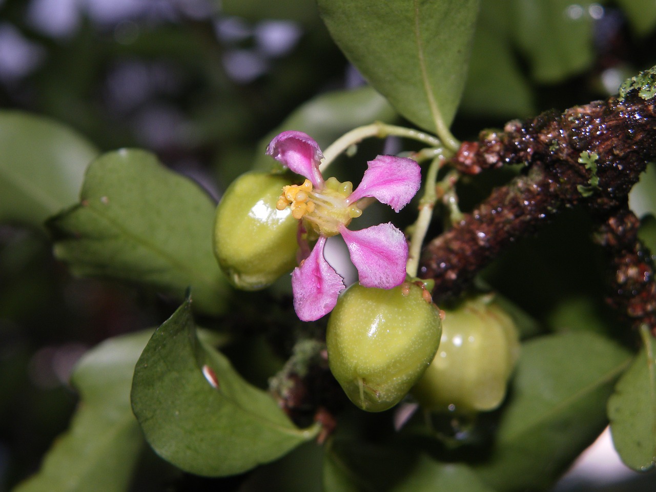 Acerola, Vaisiai, Gėlės, Augalai, Gamta, Nemokamos Nuotraukos,  Nemokama Licenzija