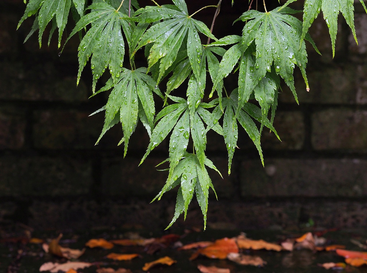 Acer, Klevas, Lapai, Lapai, Šlapias, Lietus, Lašelinė, Pilamasis, Lapija, Žalias