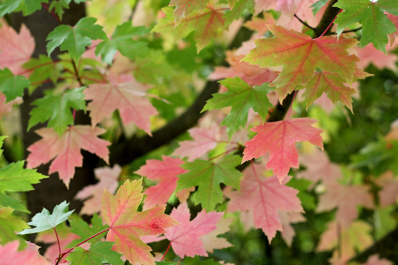 Acer, Lapai, Spalva, Klevas, Lapai, Medis, Gamta, Lapija, Žalias, Ruduo