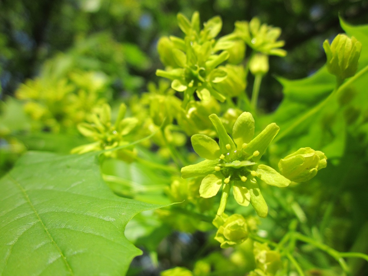 Acer,  Klevas,  Medis,  Žydi,  Žiedynas,  Flora,  Botanika,  Augalas,  Pavasaris,  Makrokomandas