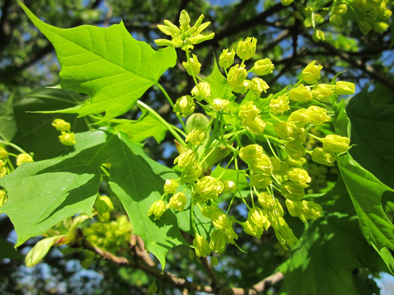 Acer,  Klevas,  Medis,  Žydi,  Žiedynas,  Flora,  Botanika,  Augalas,  Pavasaris, Nemokamos Nuotraukos