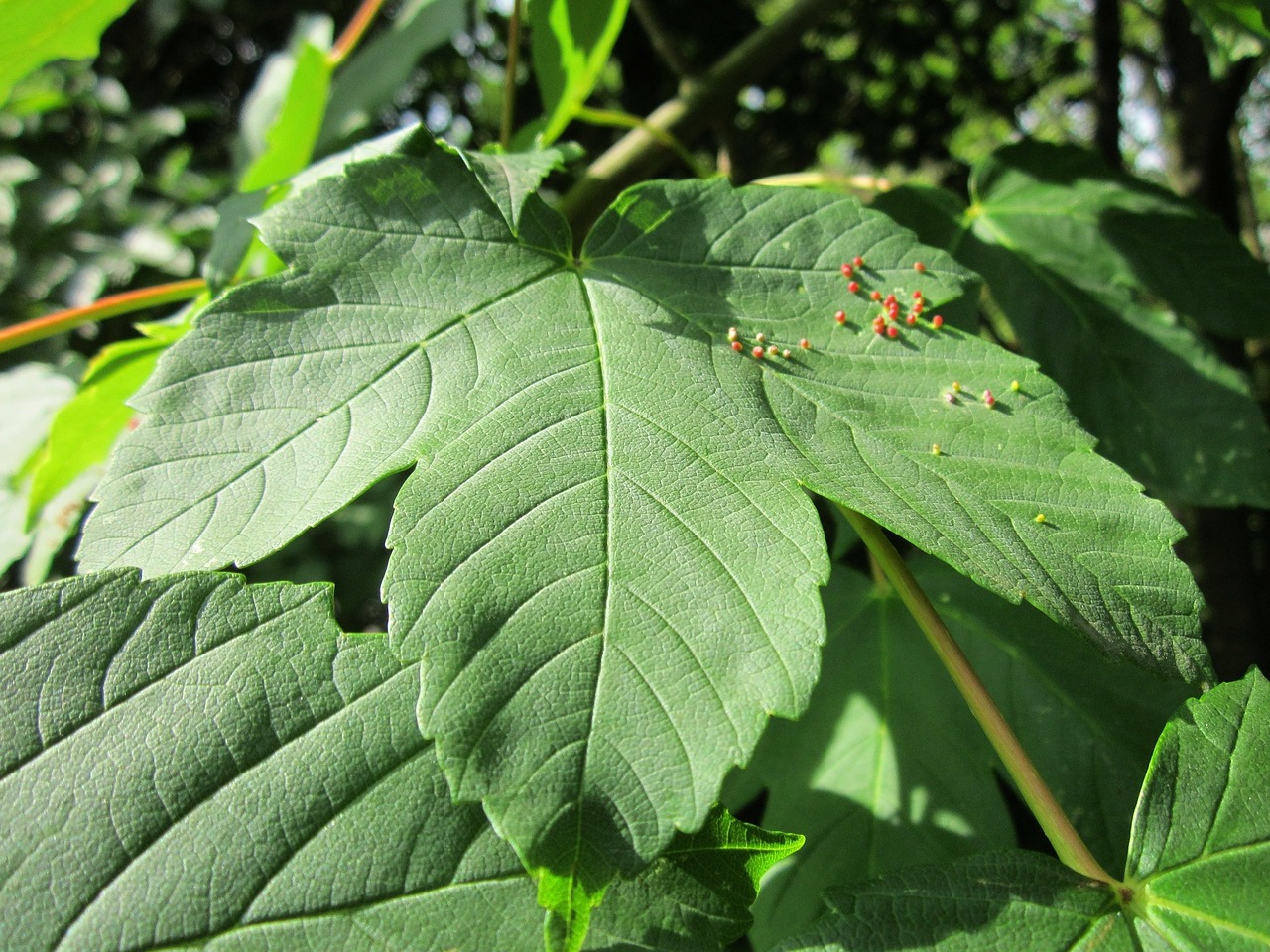 Acer,  Klevas,  Lapai,  Goliai,  Makro,  Botanika,  Flora,  Medis, Nemokamos Nuotraukos,  Nemokama Licenzija