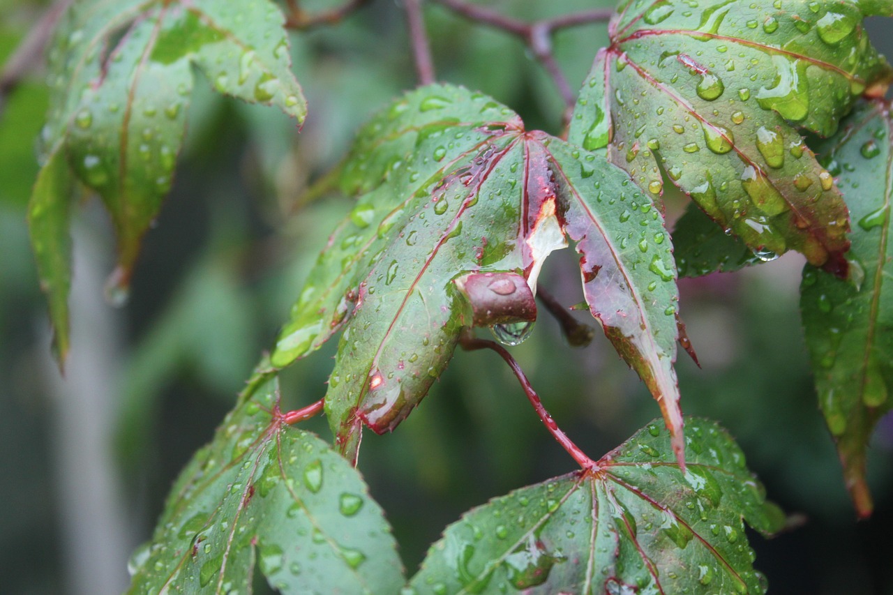 Acer, Medis, Lapai, Žalias, Ruduo, Kritimas, Rasa, Lietus, Makro, Nemokamos Nuotraukos