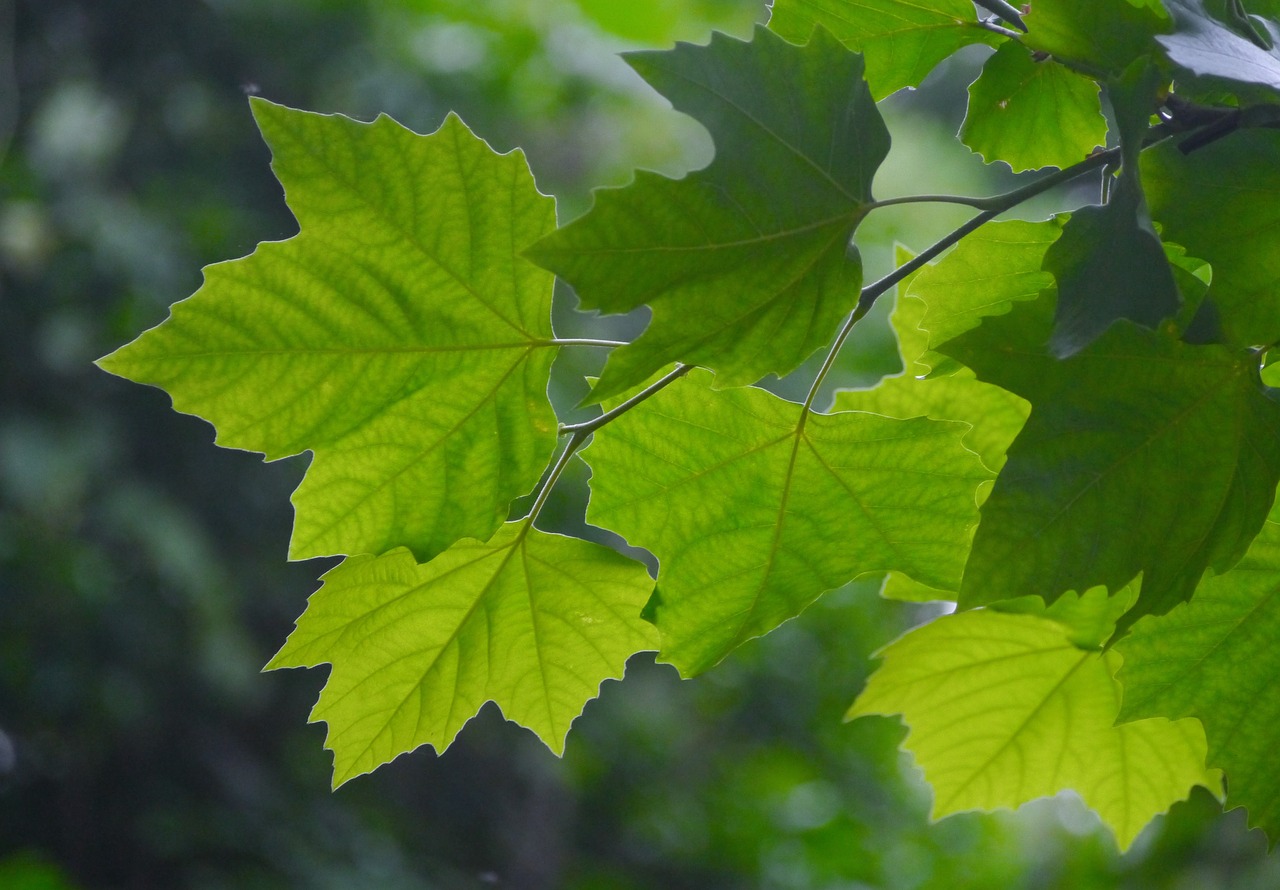 Acer Mono, Itaya-Kaede, Klevas, Kaede, Aceraceae, Acer Spp, Lapuočių Medis, Tokwa Kaede, Klevo Leidimas, Itag