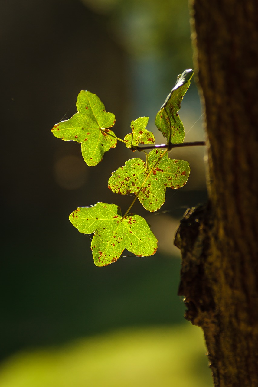 Acer Monspessulanum, Klevas, Roko Klevas, Lapai, Medis, Atgal Šviesa, Ruduo, Lapai, Žalias, Lapija