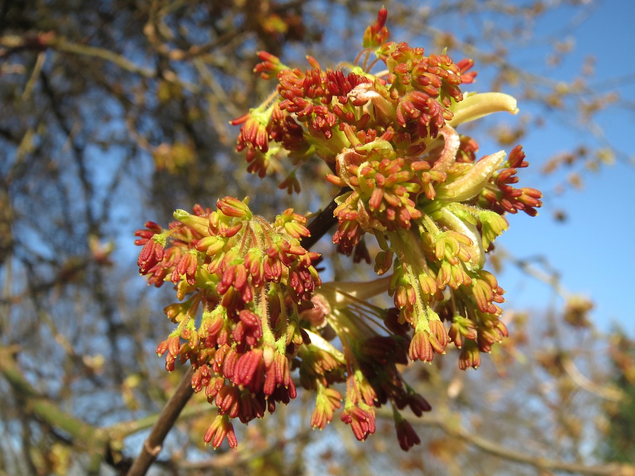 Acer Negundo, Dėžutė Vyresnysis, Dėžutė Klevas, Peleniniai Lapiniai Klevai, Klevo Pelenai, Ashleaf Klevas, Medis, Žiedynas, Flora, Botanika