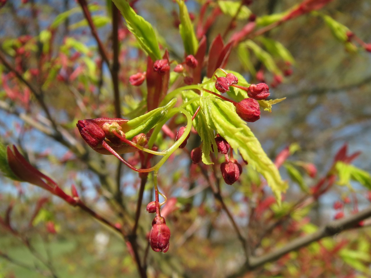 Acer Palmatum, Japonų Klevas, Sklandus Japonų Klevas, Medis, Flora, Žiedynas, Botanika, Augalas, Makro, Nemokamos Nuotraukos