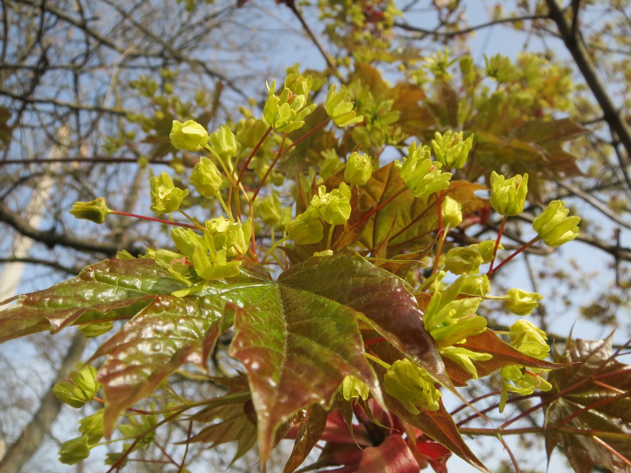 Acer Platanoids, Norvegijos Klevas, Medis, Žiedynas, Makro, Flora, Augalas, Botanika, Rūšis, Nemokamos Nuotraukos