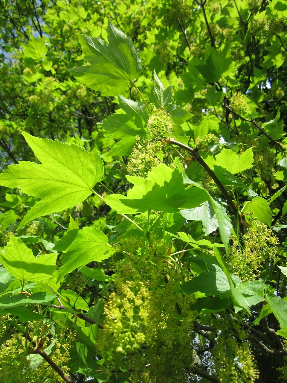 Acer Pseudoplatanus,  Sycamore,  Sycamore Klevas,  Medis,  Flora,  Augalas,  Botanika,  Žiedynas,  Pavasaris,  Rūšis