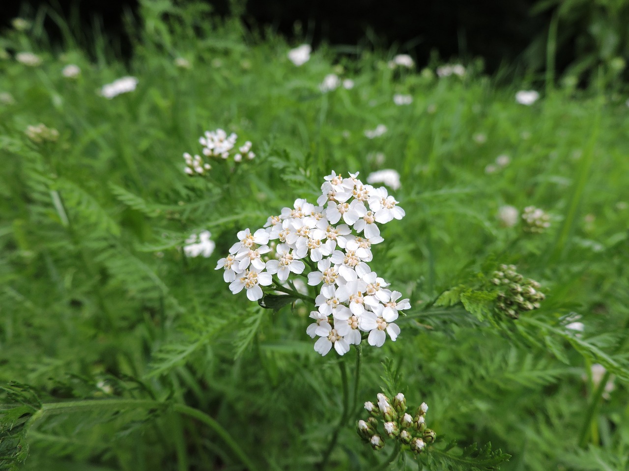 Achillea Millefolium, Jarrow, Balta, Asteraceae, Vaistinis Augalas, Žiedynas, Nemokamos Nuotraukos,  Nemokama Licenzija