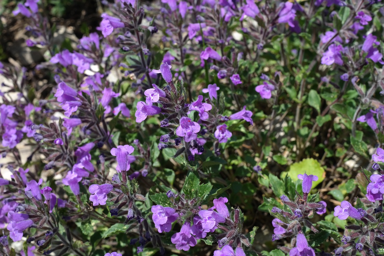 Acinos Alpinus, Gėlė, Žiedas, Žydėti, Violetinė, Alpių Augalas, Alpių Gėlė, Akmens Kalnų Mėta, Kalamytha Alpina, Clinopodium Alpinum