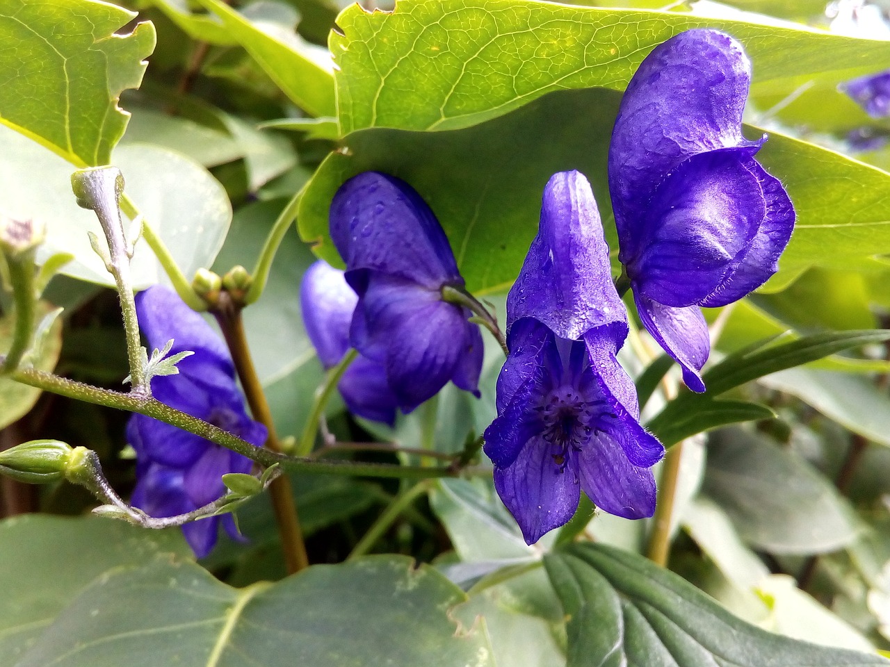 Akonitas, Skullcap, Kovotojas, Pavojingas, Nuodingas Augalas, Augalai, Ranunculaceae, Nuodingas, Nemokamos Nuotraukos,  Nemokama Licenzija