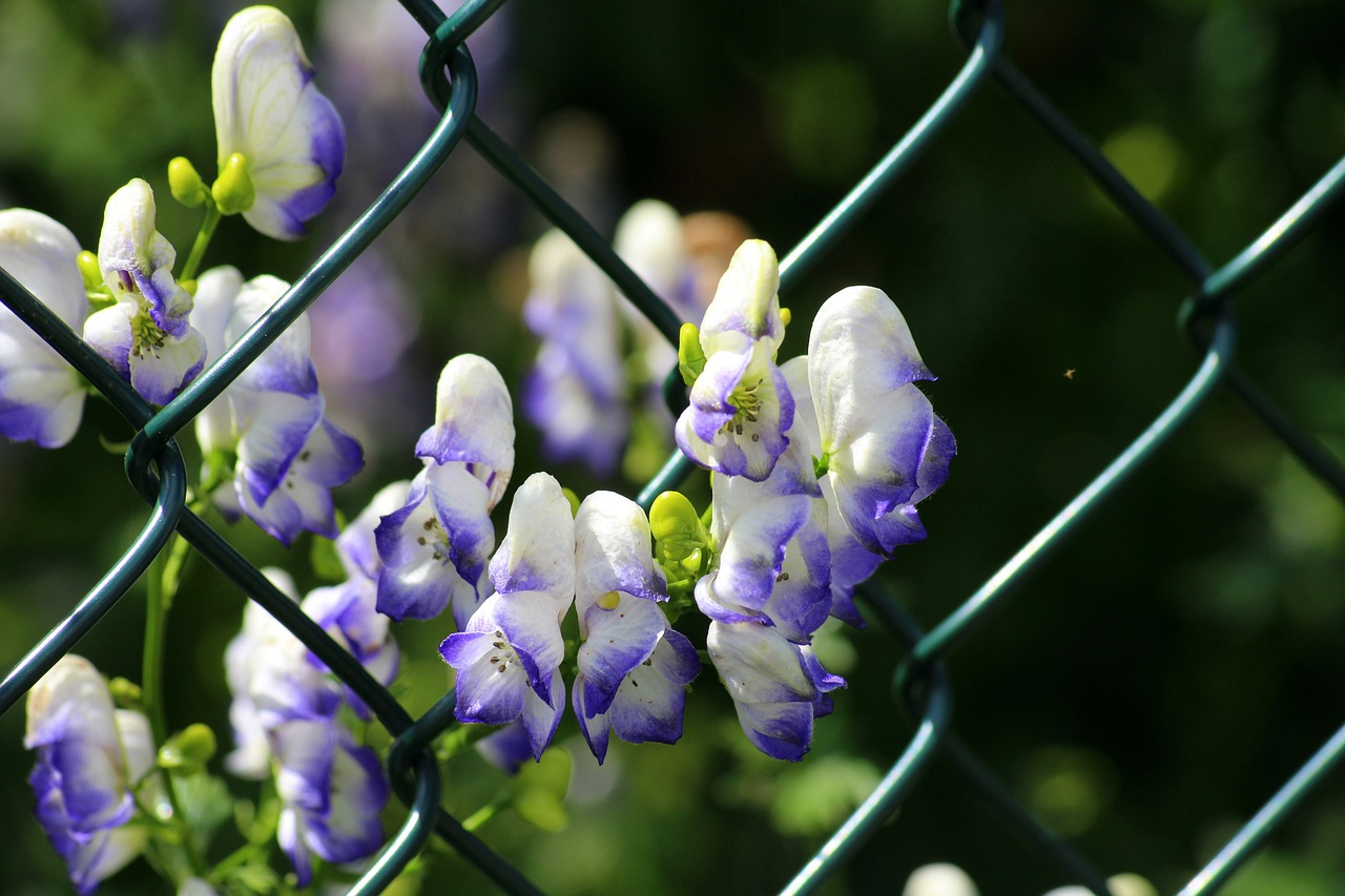 Akonit Dzióbaty,  Aconitum Variegatum,  Gėlės,  Mėlynos Gėlės,  Sodas,  Vasara,  Mėlyna,  Šviežias,  Pobūdį,  Augalai