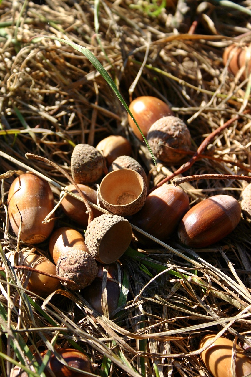 Gilės, Vaisiai, Ąžuolo, Ruda, Gamta, Apdaila, Ruduo, Medis, Medžio Vaisiai, Quercus