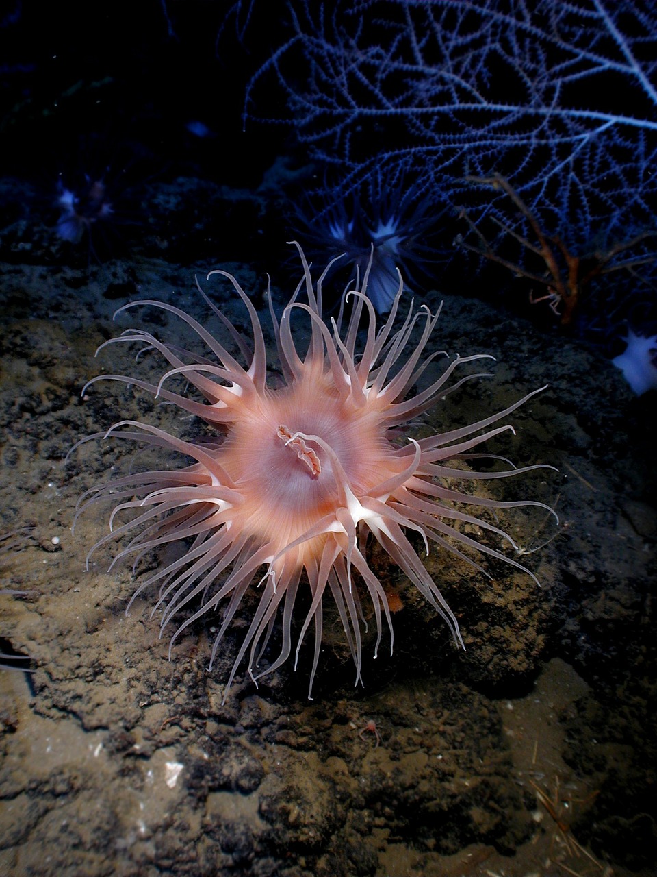 Actinostola, Jūros Anemonis, Actinostola Chilensis, Actiniaria, Vandens Lelija, Makaronai, Aktinie, Heksakorallija, Anemonis, Anthozoa