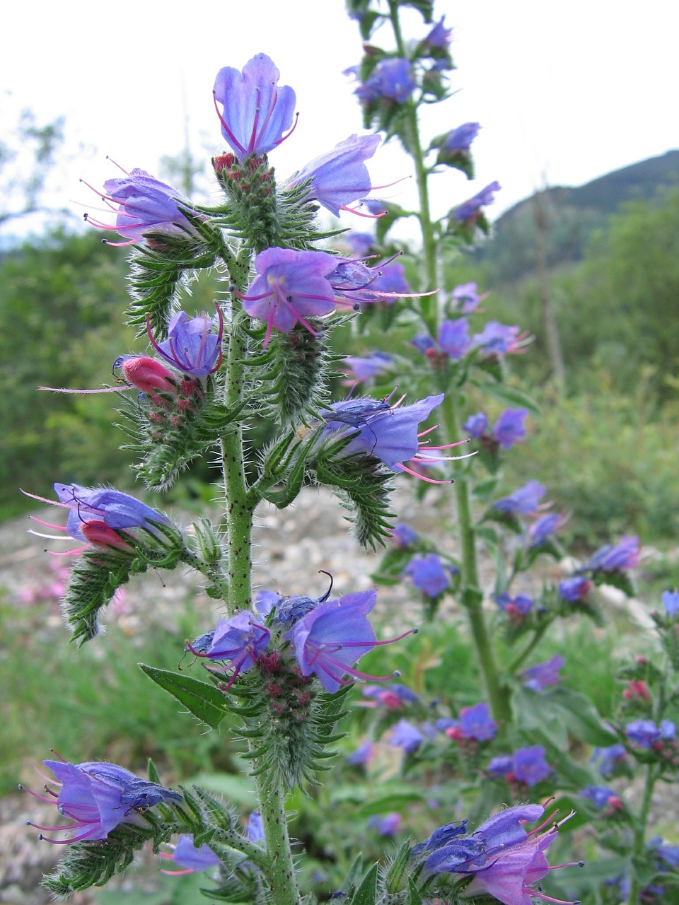 Kombaino Liežuvis, Gėlės, Violetinė, Violetinė, Augalas, Žydėti, Nemokamos Nuotraukos,  Nemokama Licenzija