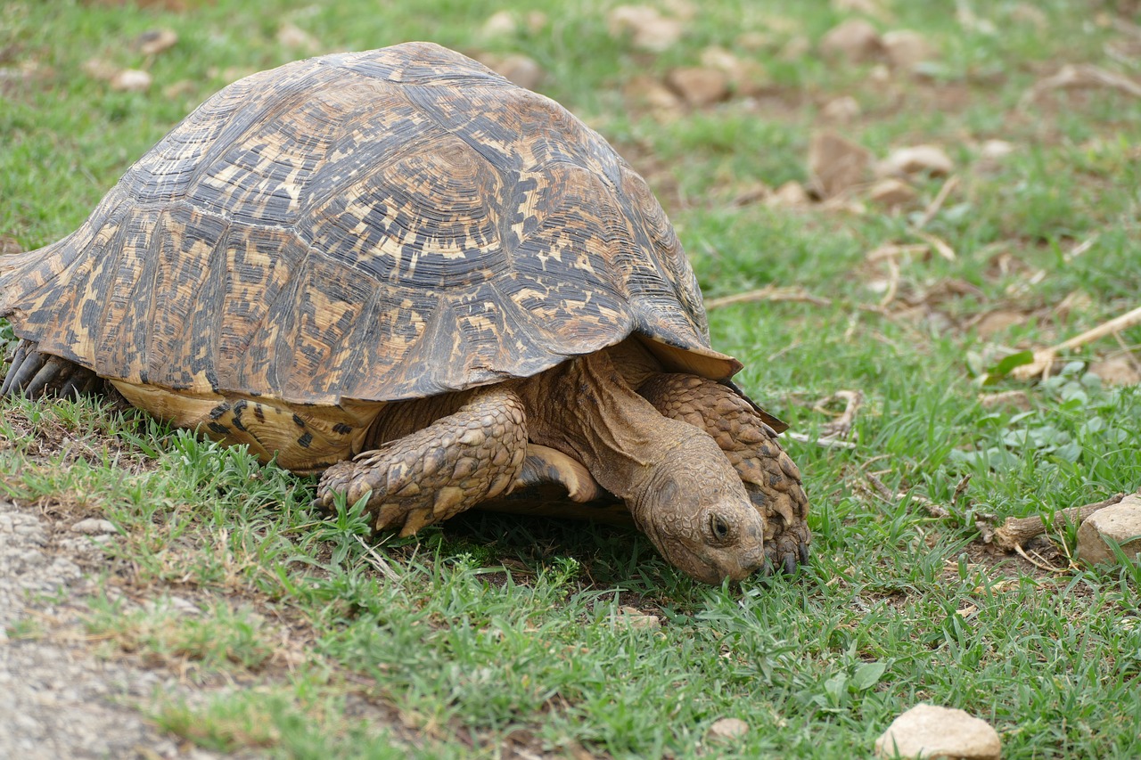 Addo, Vėžlys, Laukinė Gamta, Afrika, Nemokamos Nuotraukos,  Nemokama Licenzija