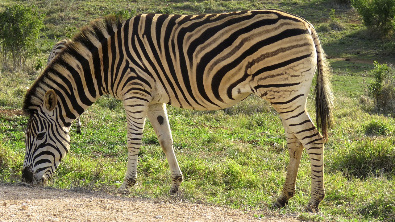 Zebra, Addo Dramblio Parkas, Pietų Afrika, Gyvūnas, Parkas, Laukinė Gamta, Gamta, Išsaugojimas, Kelionė, Lauke