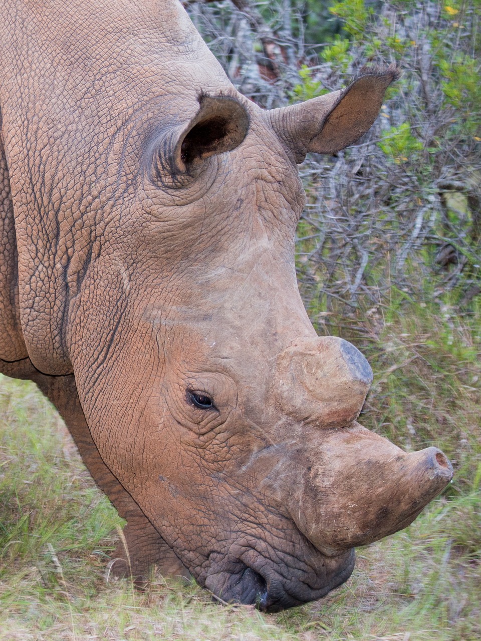 Addo Nacionalinis Parkas, Rhino, Pietų Afrika, Nemokamos Nuotraukos,  Nemokama Licenzija