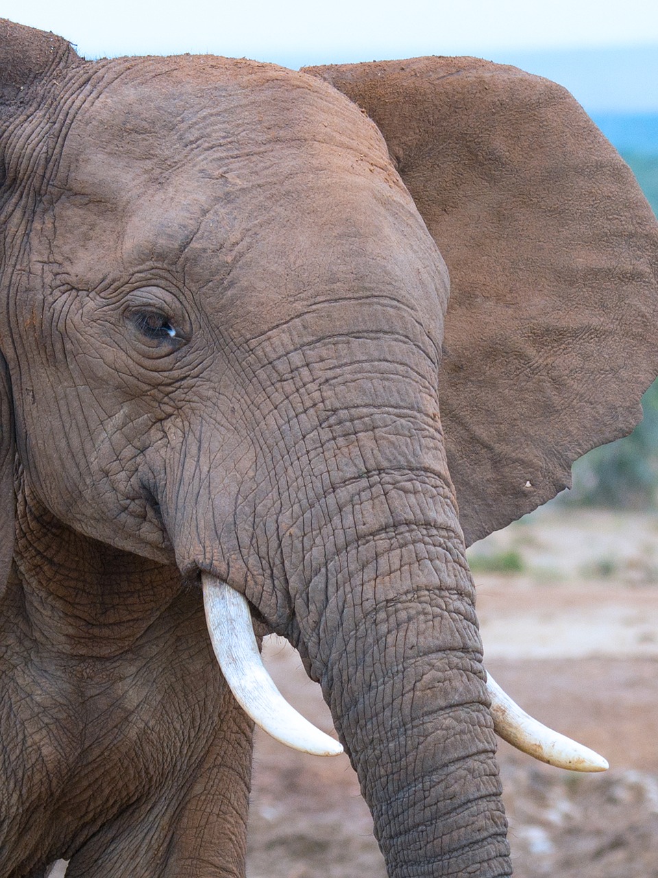 Addo Nacionalinis Parkas, Dramblys, Pietų Afrika, Nemokamos Nuotraukos,  Nemokama Licenzija