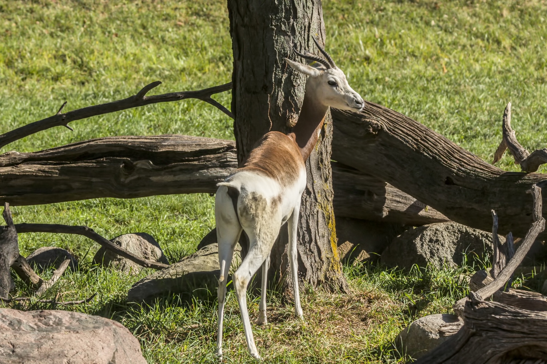 Nanger & Nbsp,  Dama & Nbsp,  Ruficollis,  Gazelė,  Žinduolis,  Ragai,  Dama,  Herbivire,  Bovidae,  Adra