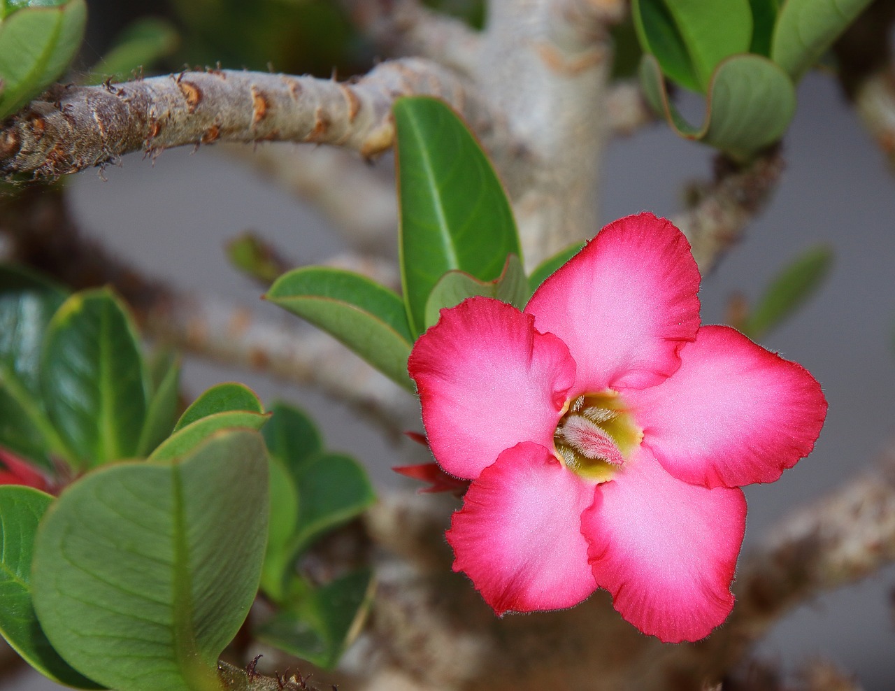 Adenium, Dykumos Gėlė, Rytas, Gėlės, Violetinė, Rosa, Balta, Gėlė, Žiedlapiai, Sodas