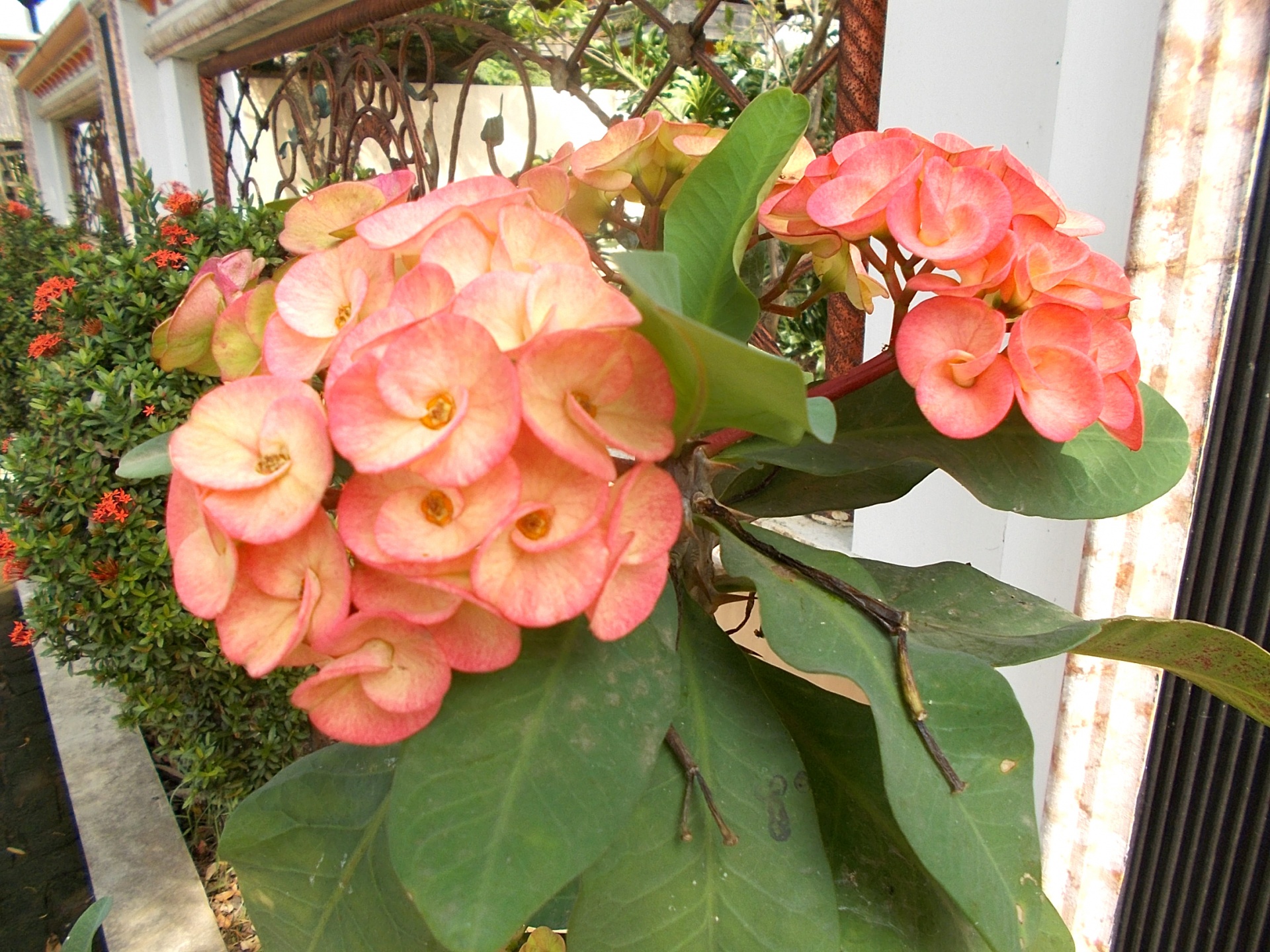 Adenium,  Obessum,  Desertas,  Rožė,  Lelija,  Gėlė,  Gėlės,  Raudona,  Balta,  Grožis