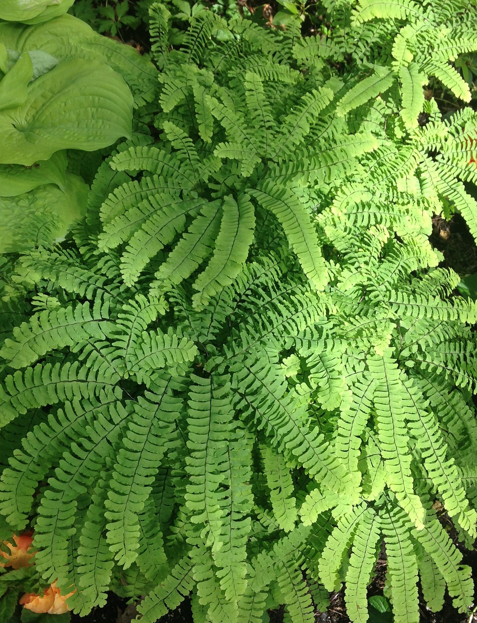 Adiantum Aleuticum, Maidenhair Papartis, Girnas, Tekstūra, Žalias, Lapai, Lapija, Modelis, Sodrus, Monrealio Botanikos Sodas