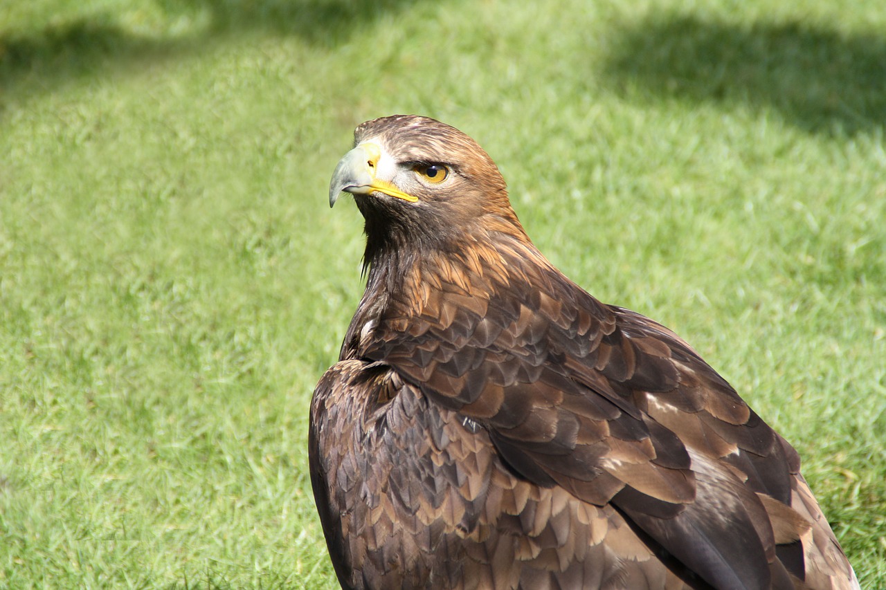 Adler, Auksinis Erelis, Paukštis, Skristi, Raptoras, Plėšrusis Paukštis, Uždaryti, Gyvūnas, Plunksna, Padaras