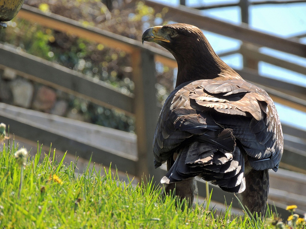 Adler, Plėšrusis Paukštis, Paukštis, Skristi, Raptoras, Uždaryti, Gyvūnas, Plunksna, Salkūnai, Gamta