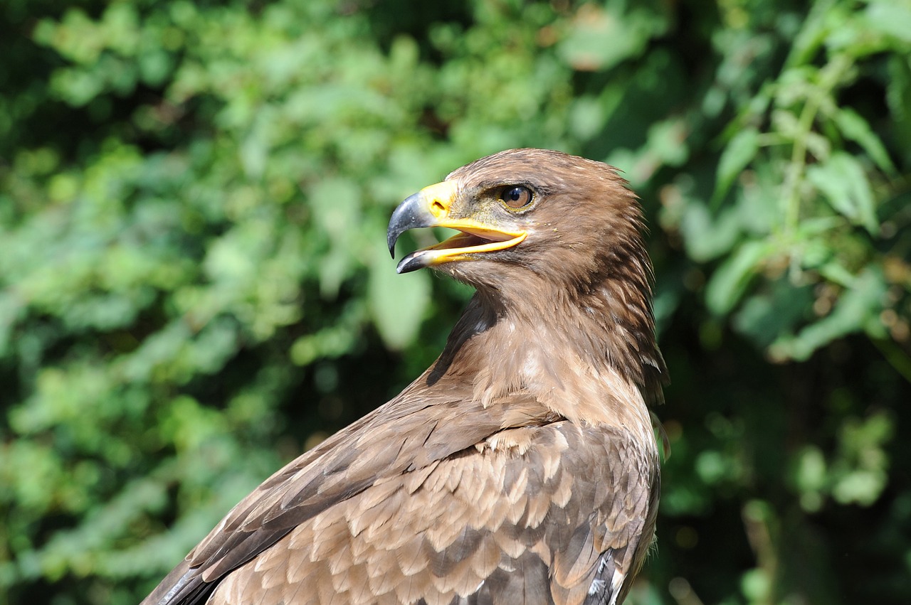 Adler, Raptoras, Paukštis, Plunksna, Plėšrusis Paukštis, Gyvūnas, Gamta, Nemokamos Nuotraukos,  Nemokama Licenzija