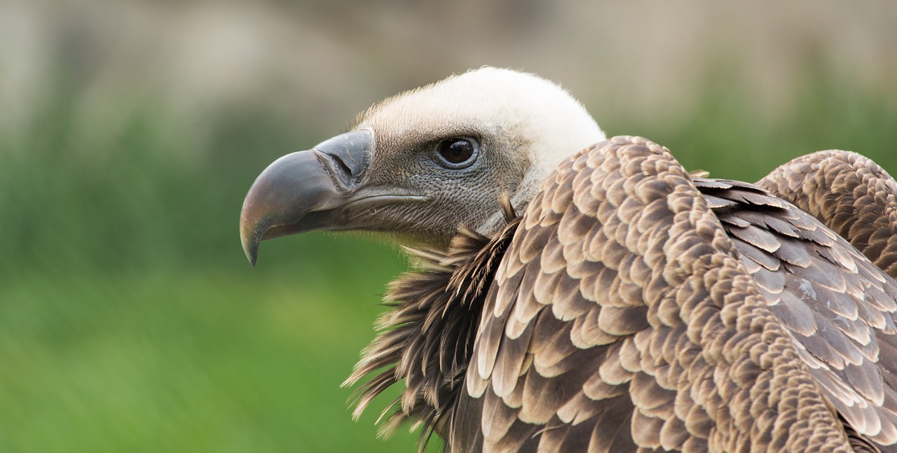 Adler, Galva, Plėšrusis Paukštis, Zoologijos Sodas, Gyvūnas, Paukštis, Nemokamos Nuotraukos,  Nemokama Licenzija