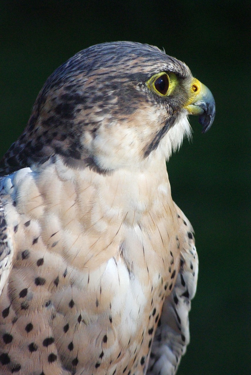 Adler, Paukštis, Raptoras, Plėšrusis Paukštis, Galva, Gyvūnas, Kovinis Erelis, Pasididžiavimas, Gamta, Heraldinis Gyvūnas