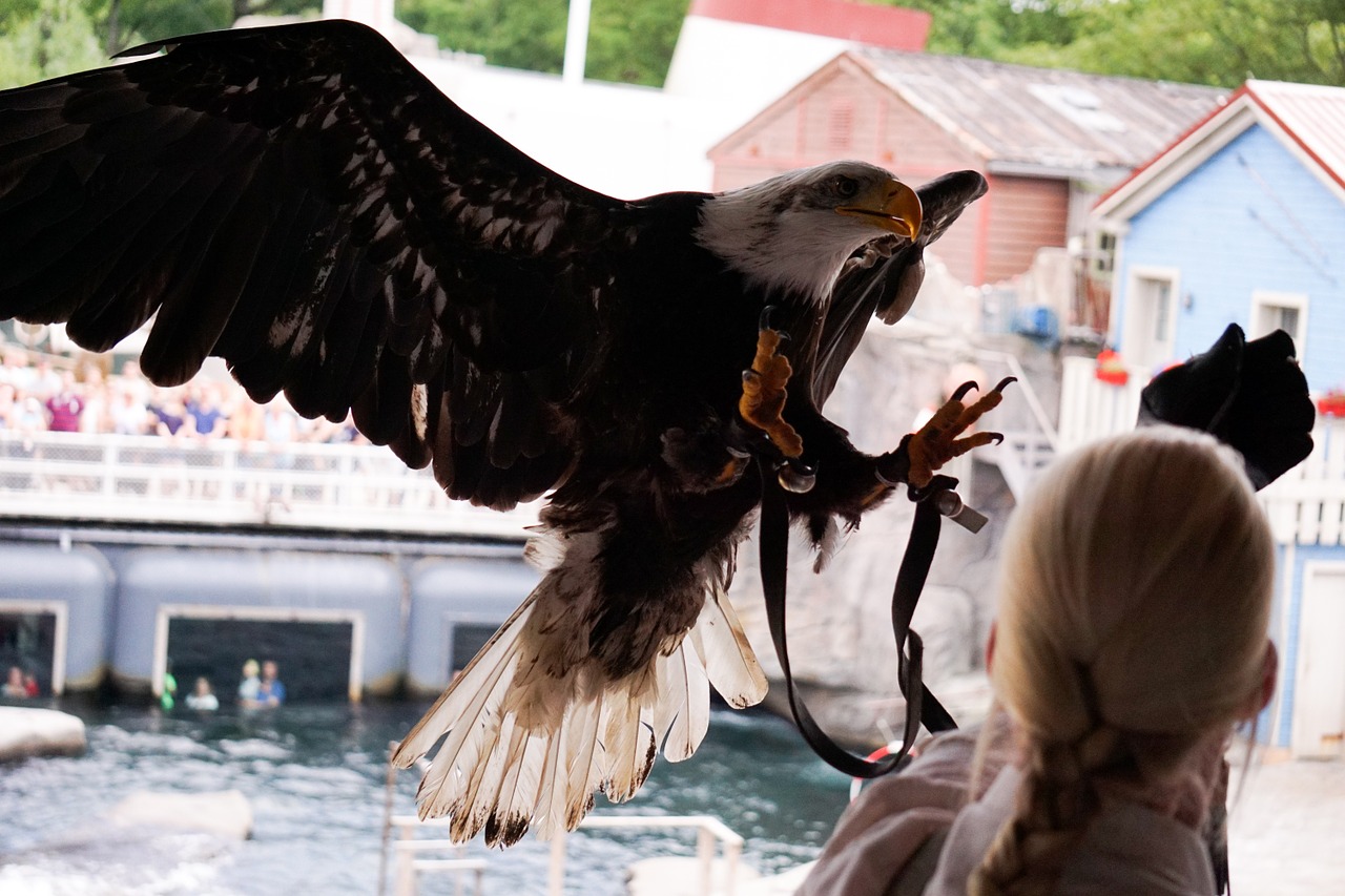 Adler, Skrydis, Sūpynės, Raptoras, Plėšrusis Paukštis, Skristi, Gyvūnas, Plunksna, Plumėjimas, Uždaryti