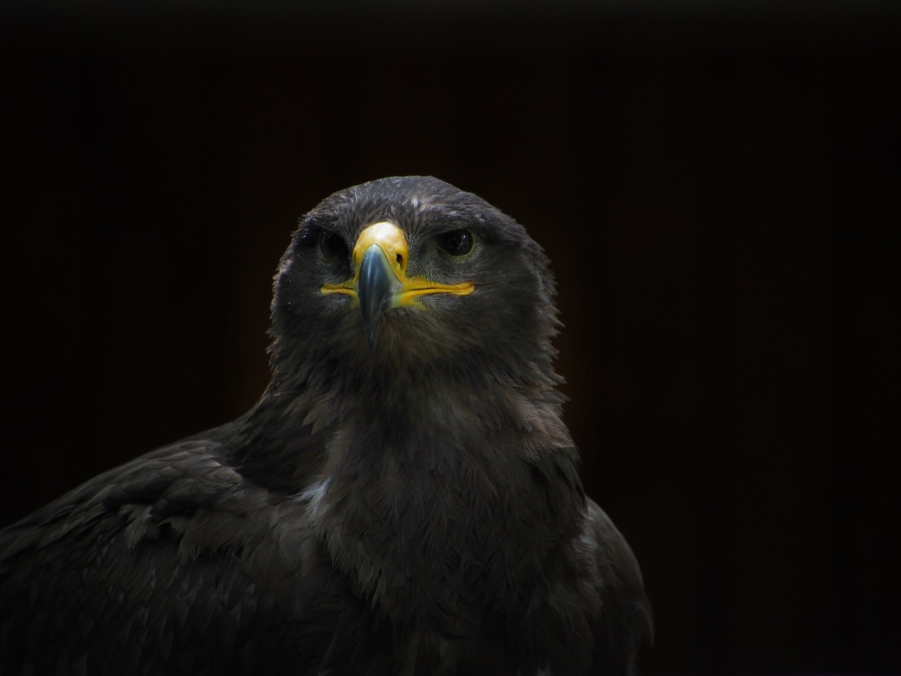 Adler, Steppe Erelis, Paukštis, Raptoras, Falkner, Gamta, Zoologijos Sodas, Laukinės Gamtos Fotografija, Grobio Paukščiai Rodomi, Sąskaitą