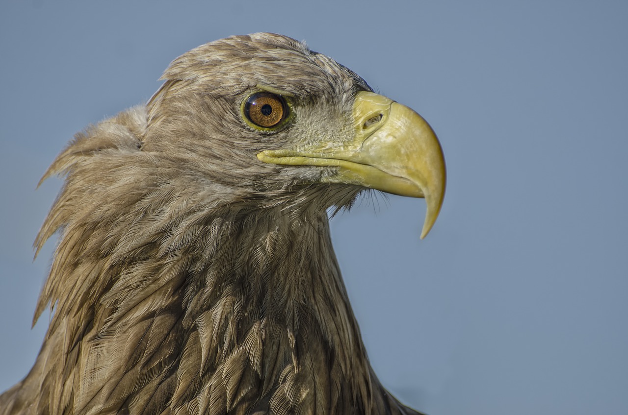 Adler, Laukinė Gamta, Paukštis, Gyvūnas, Gyvūnų Portretas, Nemokamos Nuotraukos,  Nemokama Licenzija