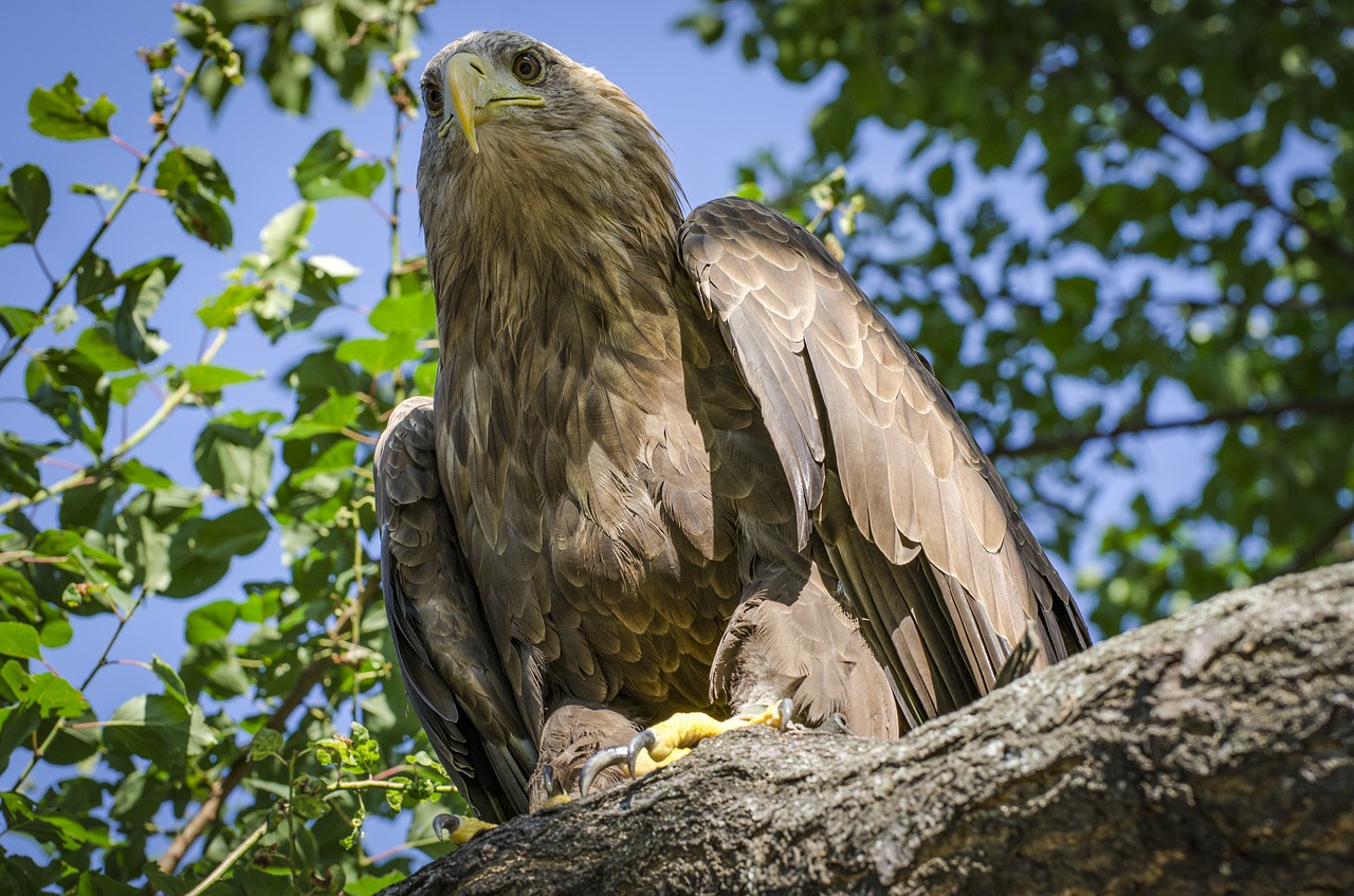 Adler, Laukinė Gamta, Paukštis, Gyvūnas, Uždaryti, Nemokamos Nuotraukos,  Nemokama Licenzija