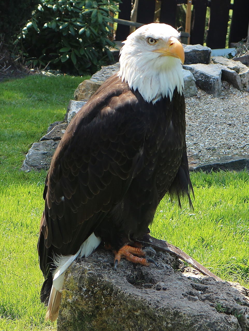 Adler, Auksinis Erelis, Raptoras, Paukštis, Plikas Erelis, Ereliai Laukia Detmoldo, Nemokamos Nuotraukos,  Nemokama Licenzija