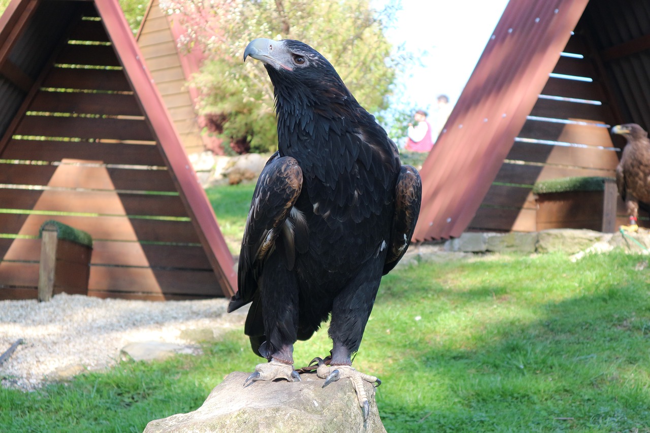 Adler, Ereliai Laukia Detmoldo, Paukštis, Plėšrusis Paukštis, Raptoras, Nemokamos Nuotraukos,  Nemokama Licenzija