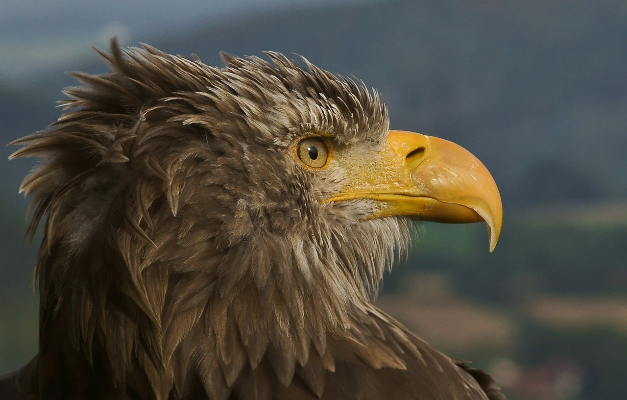 Adler, Milžiniškas Erškėlis, Plėšrusis Paukštis, Sąskaitą, Raptoras, Paukštis, Uždaryti, Auksinis Erelis, Akys, Gyvūnų Portretas